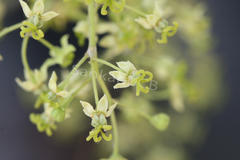 Ailanthus excelsa